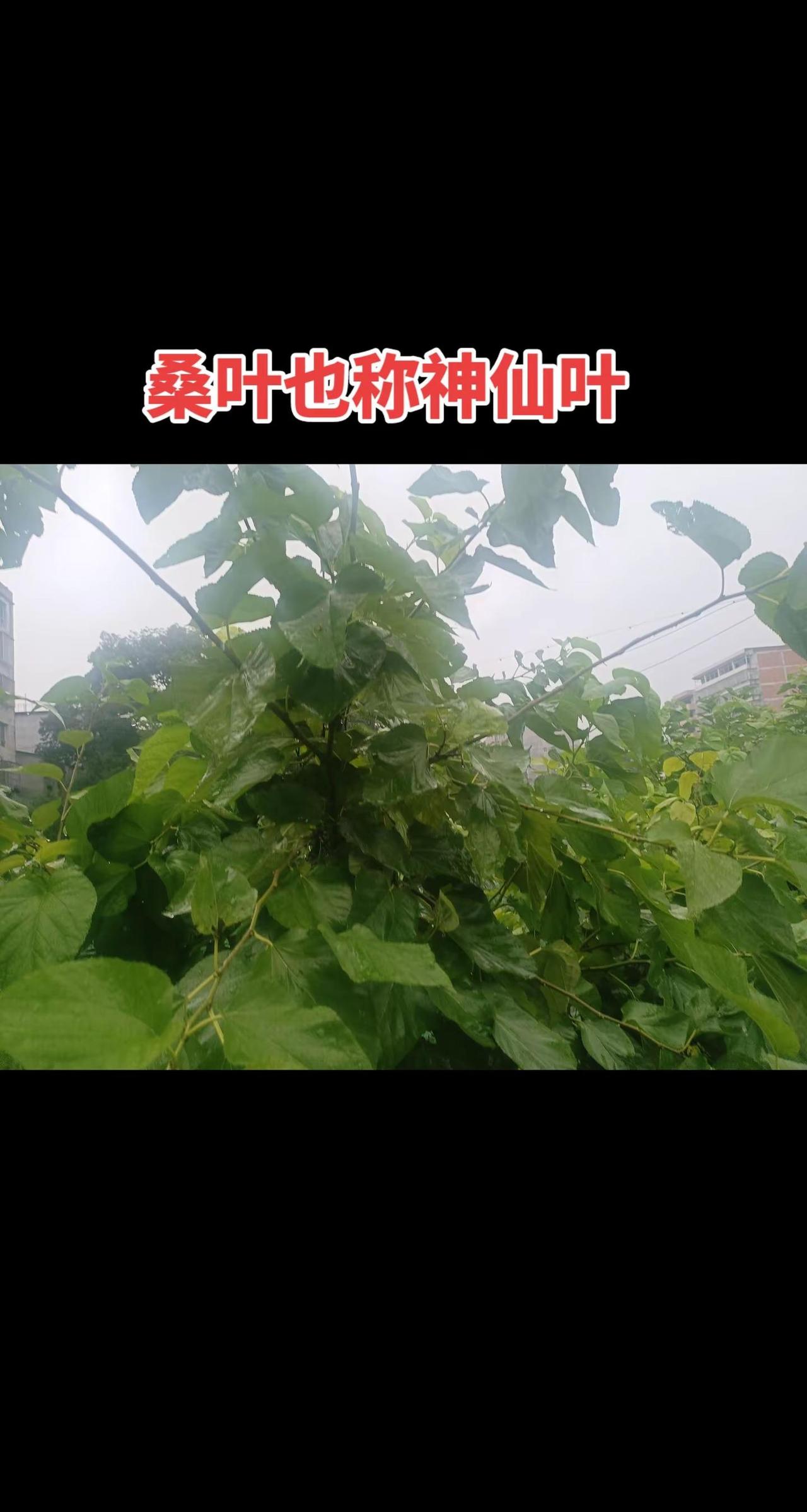 斯诺克世锦赛1/4决赛生姜。2吴宜泽13-8瓦菲，晋级四强!当8强的全员盯着赵心