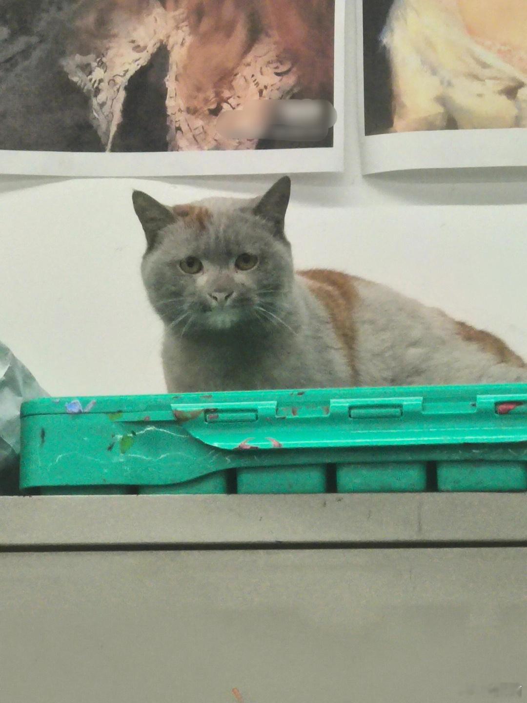 画室的白猫被摸成黑猫了[允悲]#春日cityhappy计划##遇见春天# ​​​