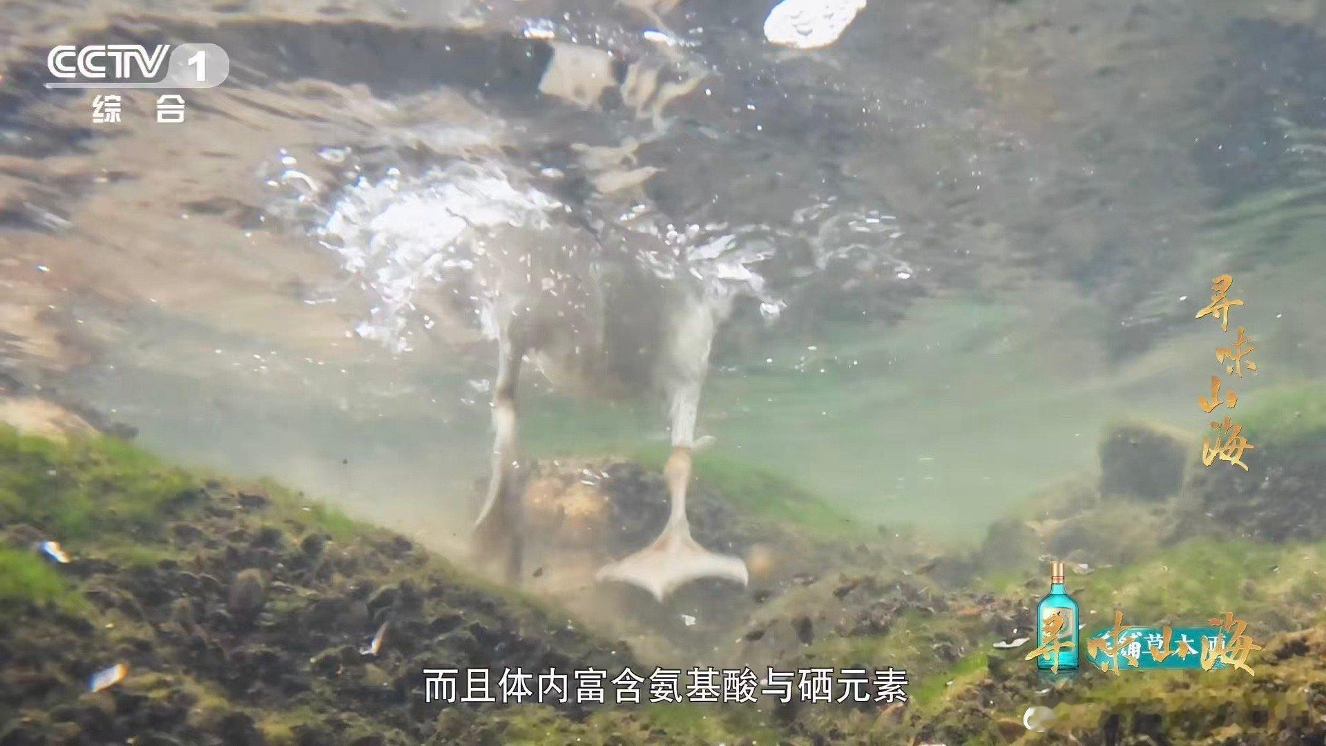 第一次知道老家特产有多牛颜值赛道也让小鸭子闯进来了 鸭界颜值天花板非连城白鸭莫属