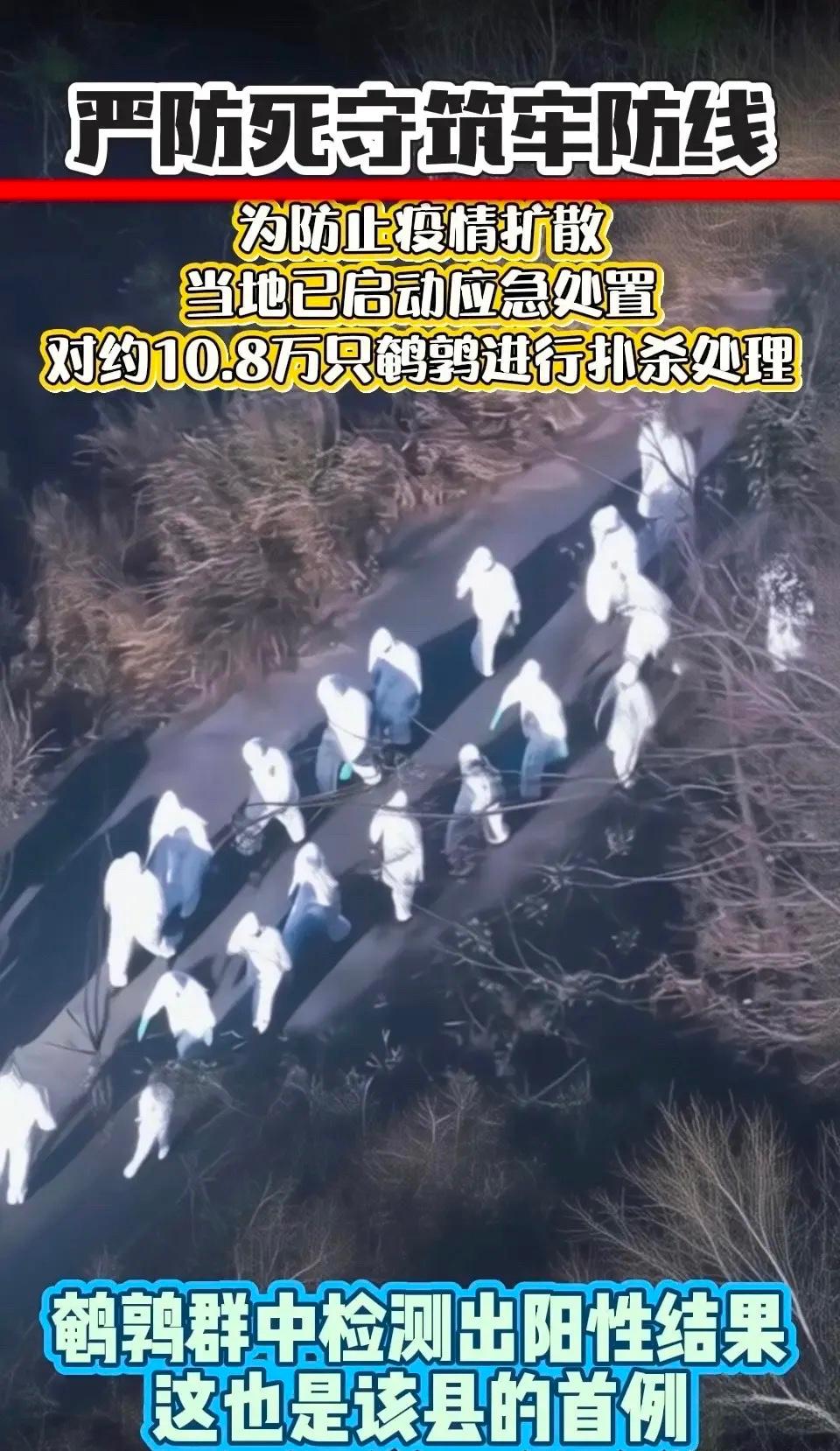 日本禽流感对当地养殖户影响巨大。近期疫情迅速蔓延，截至1月24日，全国47个都道