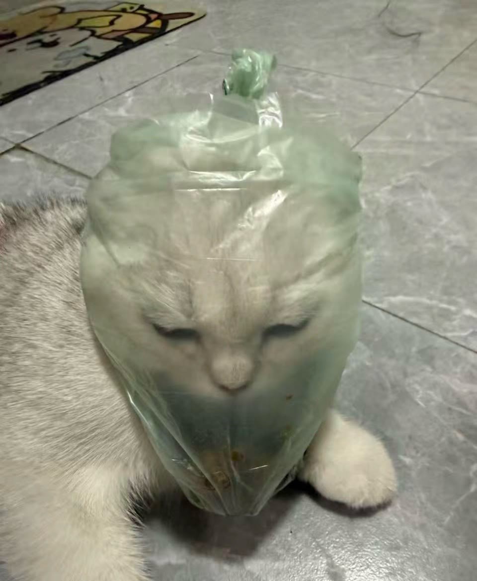 不听话的小猫咪要接受惩罚哦 ​​​