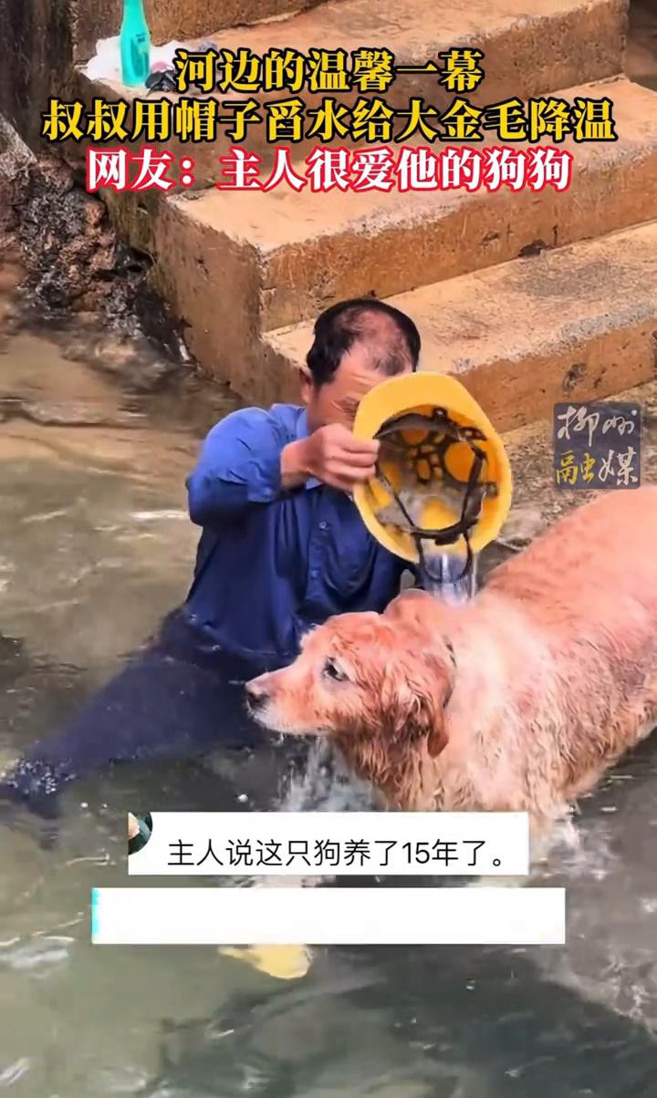 河边的温馨一幕：叔叔用帽子舀水给大金毛降温。
来源：蘑菇汤。
网友：主人很爱他的