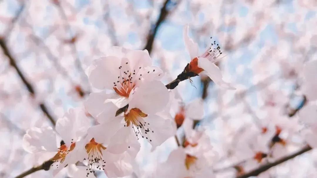 有没有漂亮的花朵图片吗