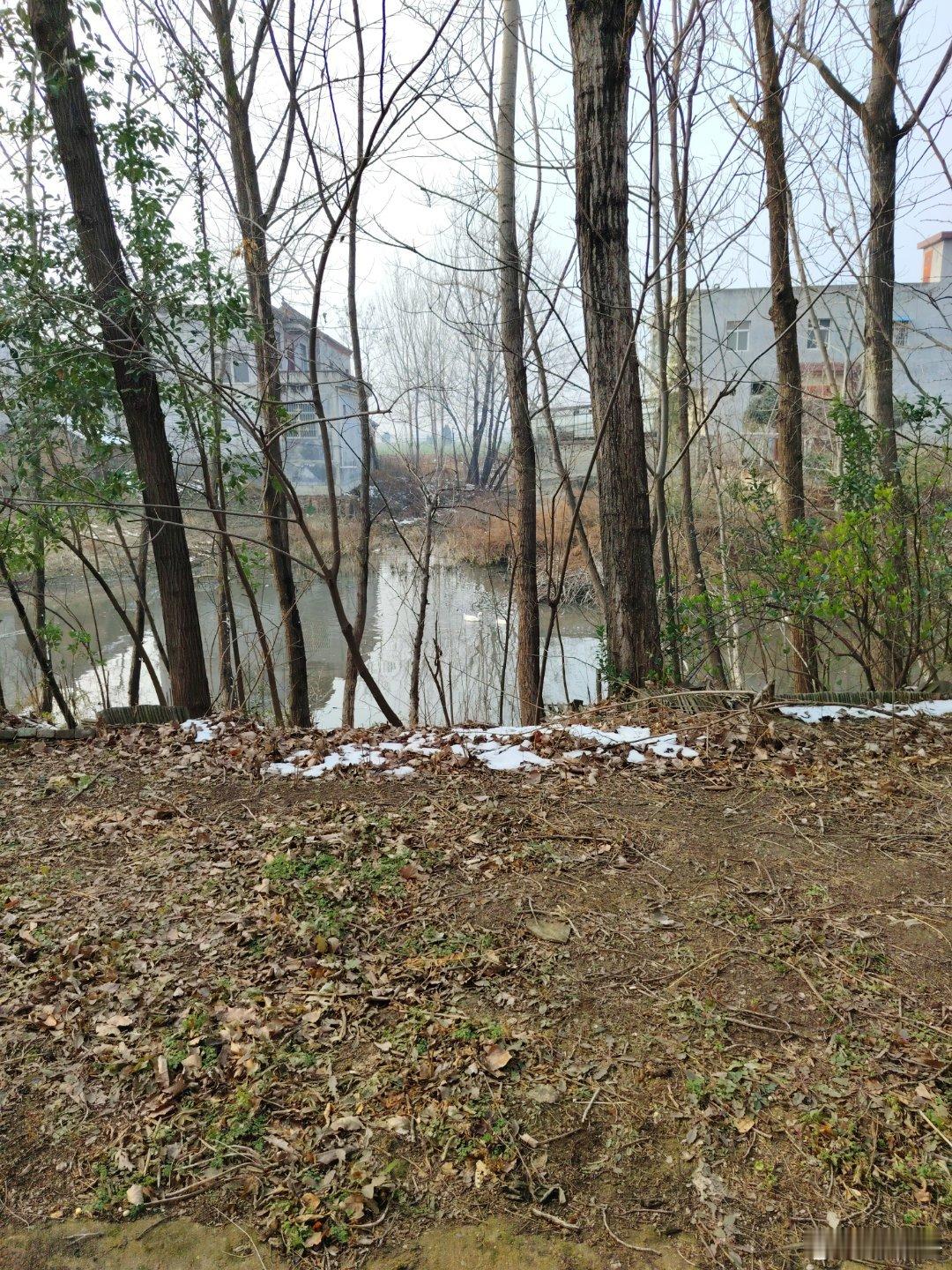 阳光信用记忆中的大水坑，如今已成为小干坑。 