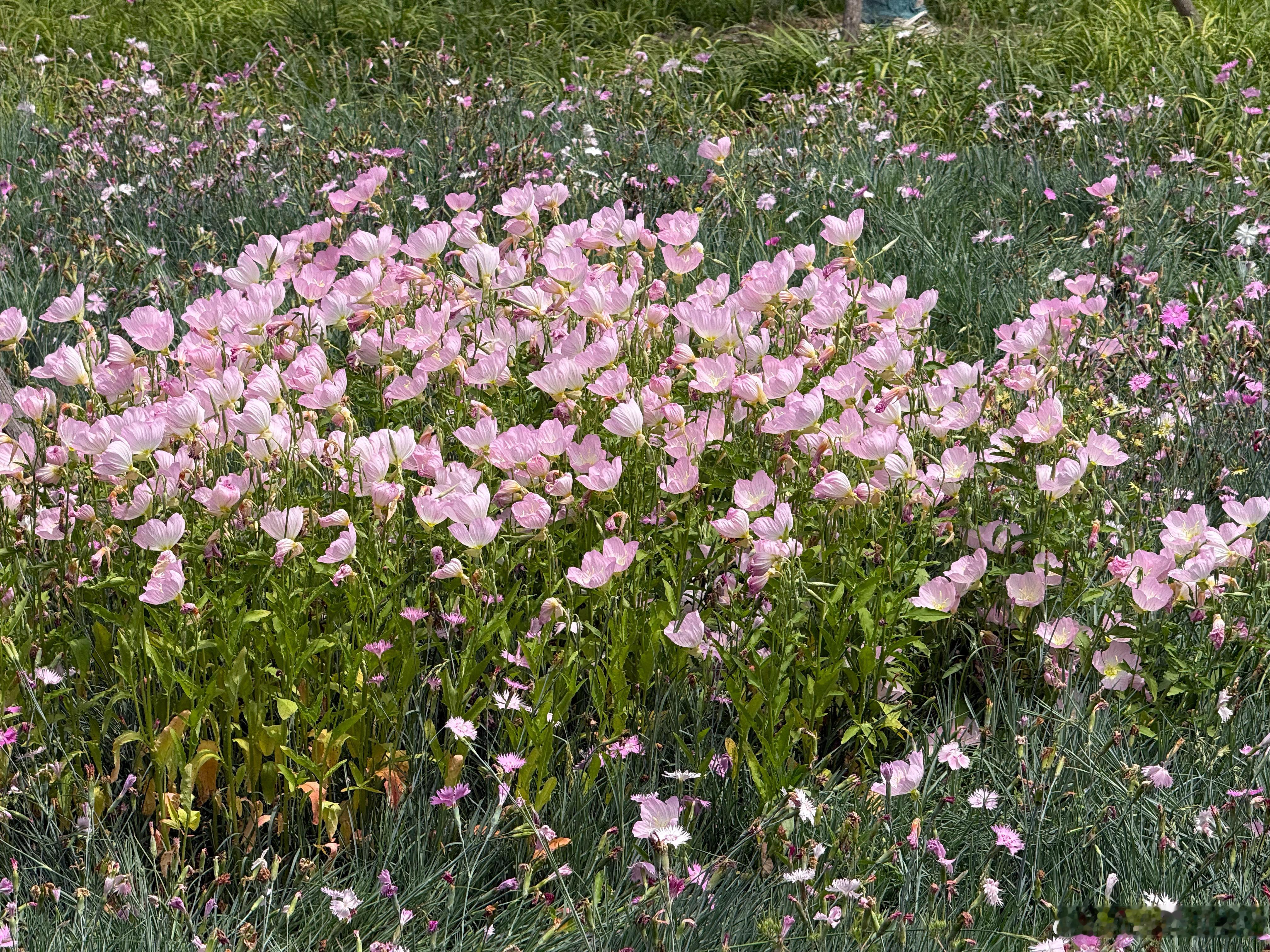 江阴赏花。 江阴