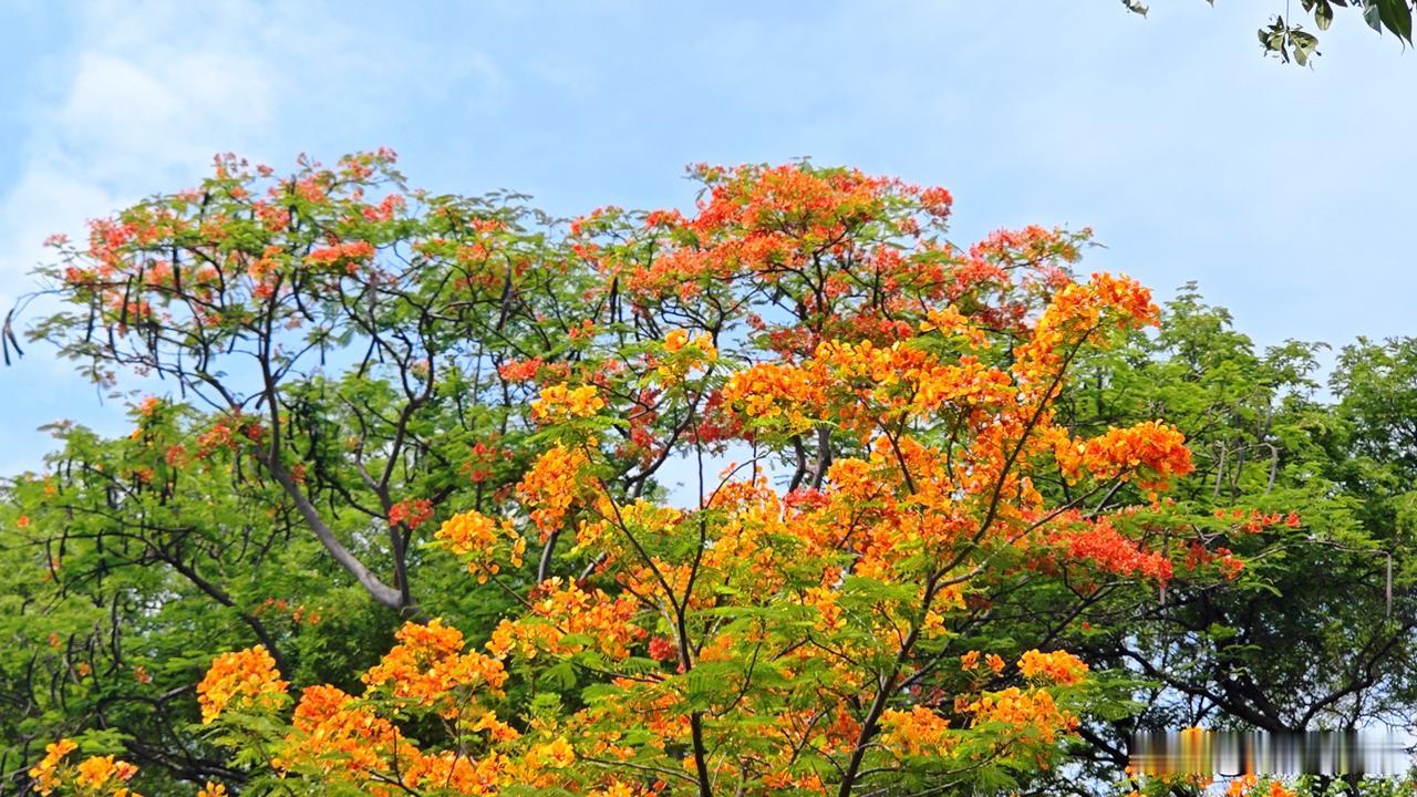 五月花开，双城记：当岭南红霞遇上暹罗金辉，解码凤凰木的热带风情

五月的广州，道
