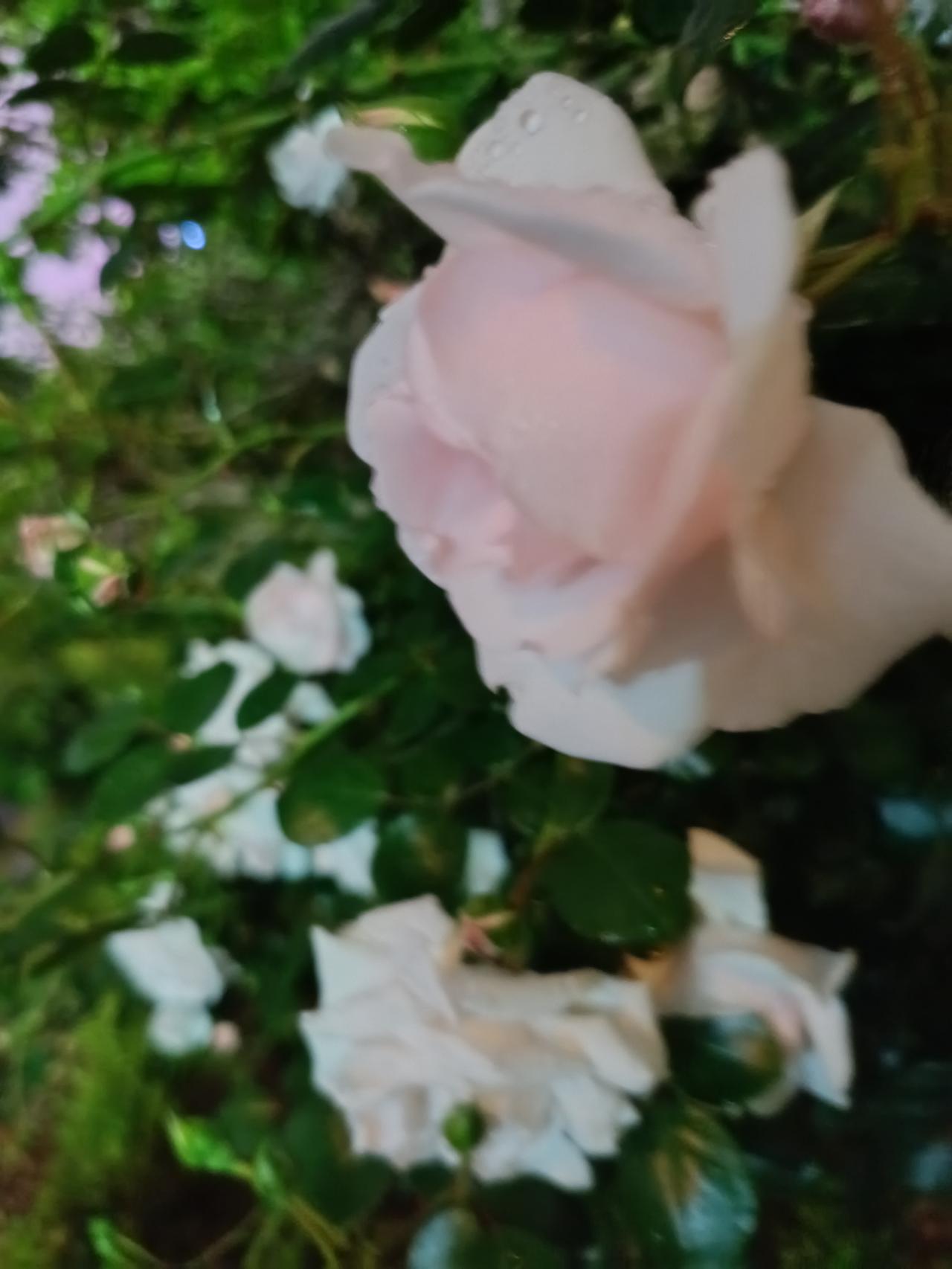 月季花开的时候整个世界都变得美好了，而且月季花不分地方、不挑环境，随时随地都可以