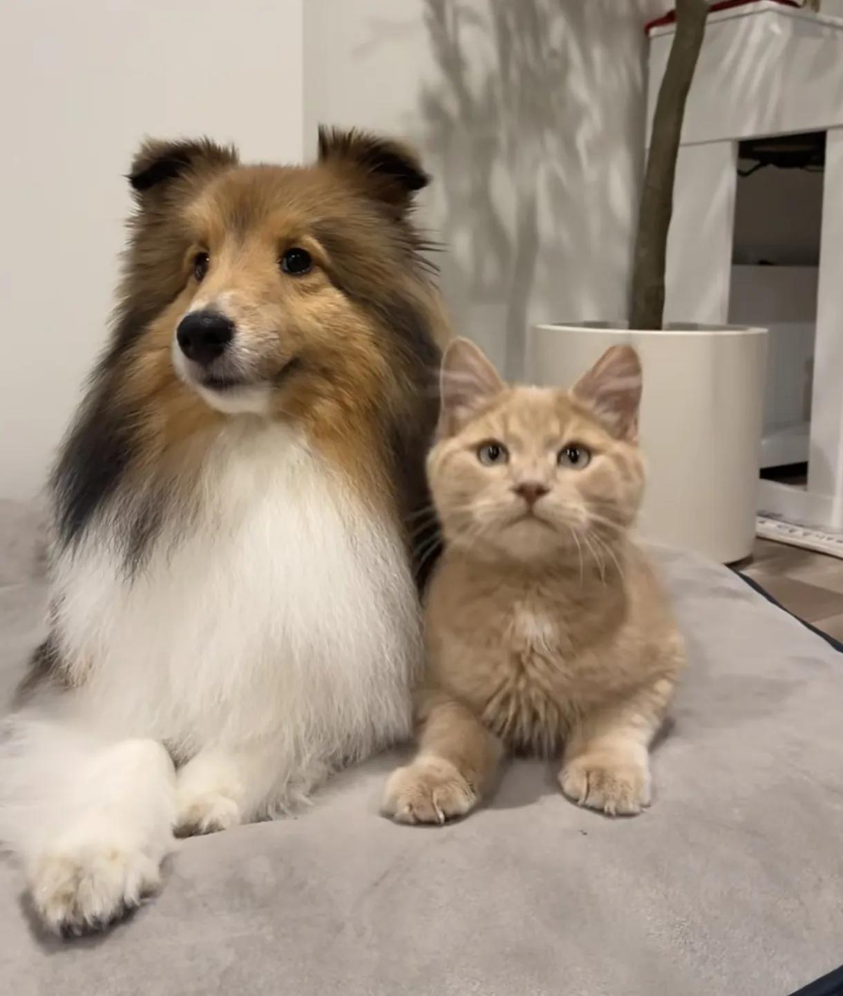 猫的反应速度那么快，为什么被撞死的猫，远远比狗多？
 
常走在马路上的人可能会发