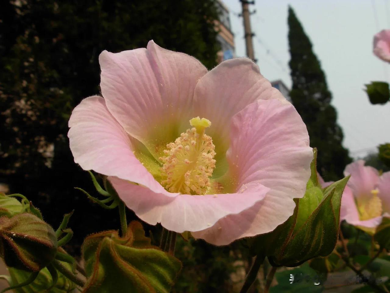 粉色木芙蓉，藤蔓，串串红

这次又拍到一蓬蓬的藤蔓，感觉有些清新脱俗，又有些优雅