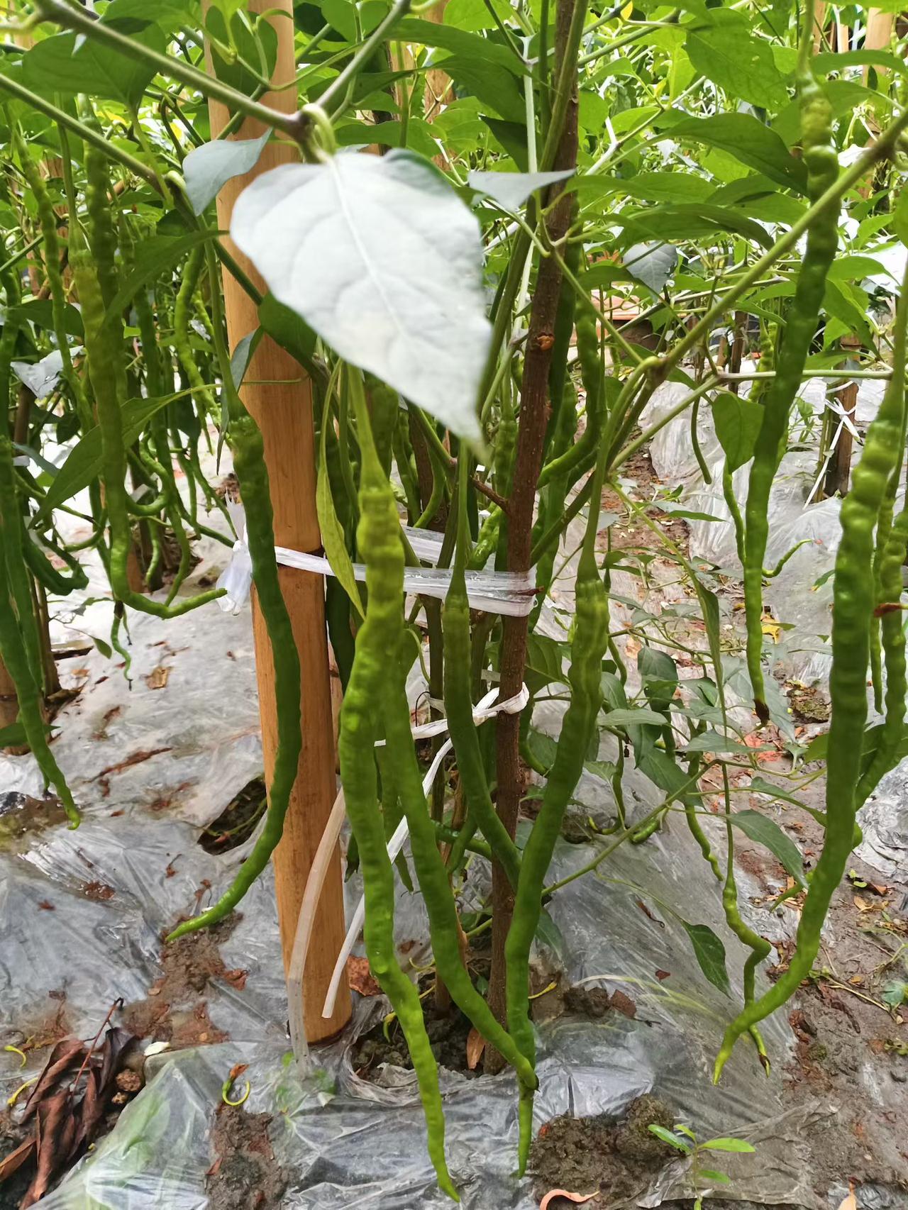 喜欢你火辣的身材迷恋你身上的味道！当你不顾一切的扑向我吻我时，那火辣辣的吻让我惊