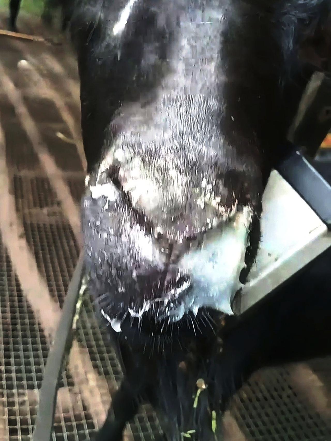 养羊人 牛羊养殖 养殖场专用