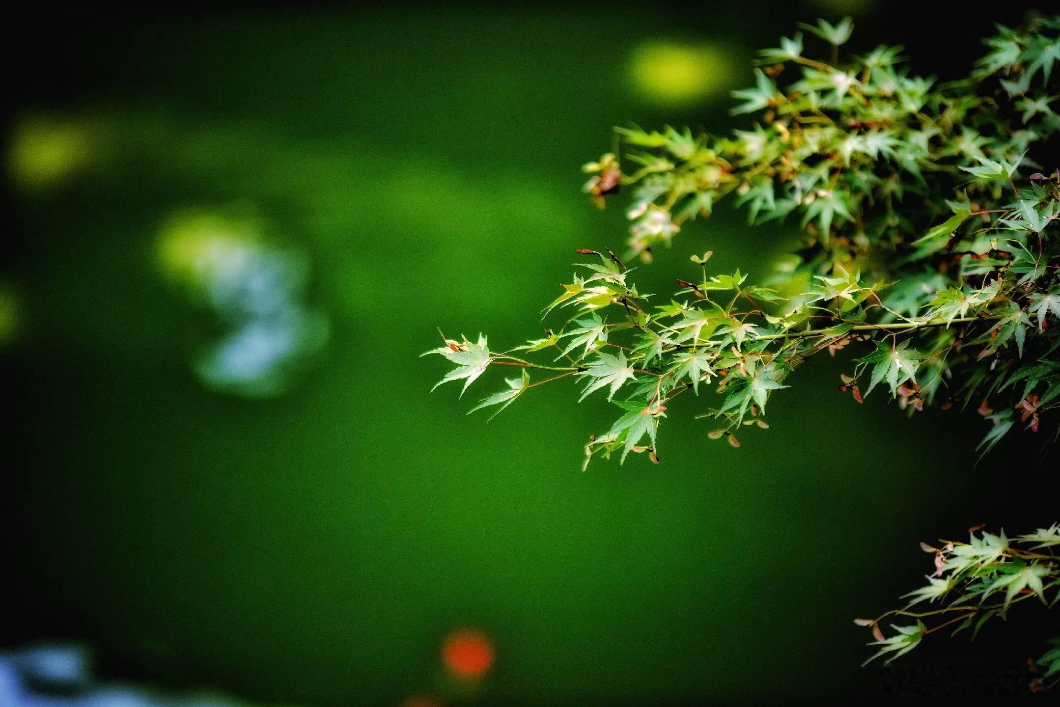 端午节端午节我们应该互道端午安康还是互祝节日快乐呢？其实都可以，其实都合适。前者