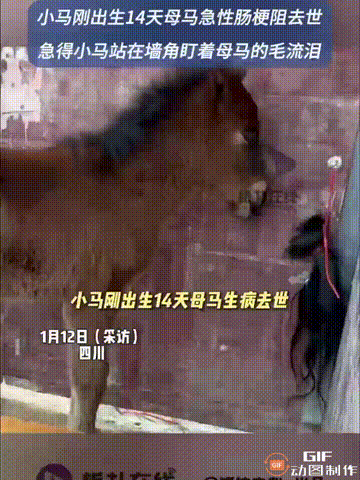 看哭了！四川成都一匹小马刚出生14天，它的妈妈就因为得了急性肠梗阻而不幸去世，但