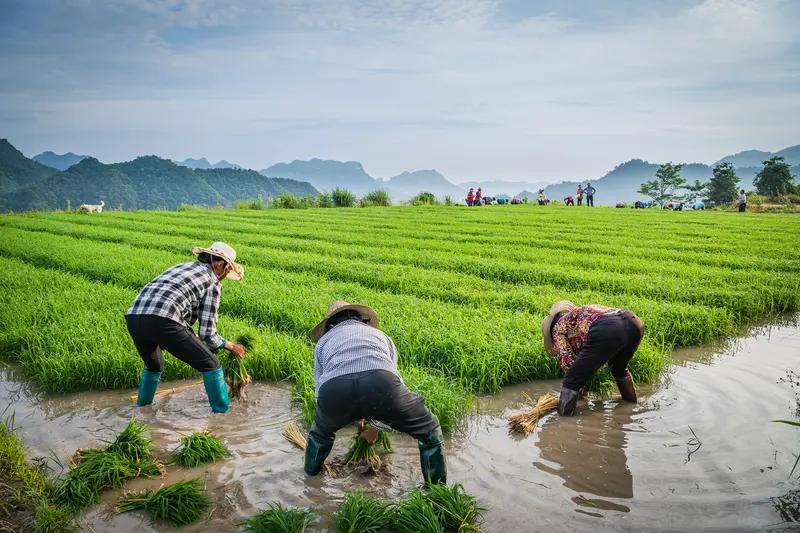 农民真的很辛苦。年龄60岁以上的老年农民，还是传统劳作方式，脸朝黄土背朝天，弯腰