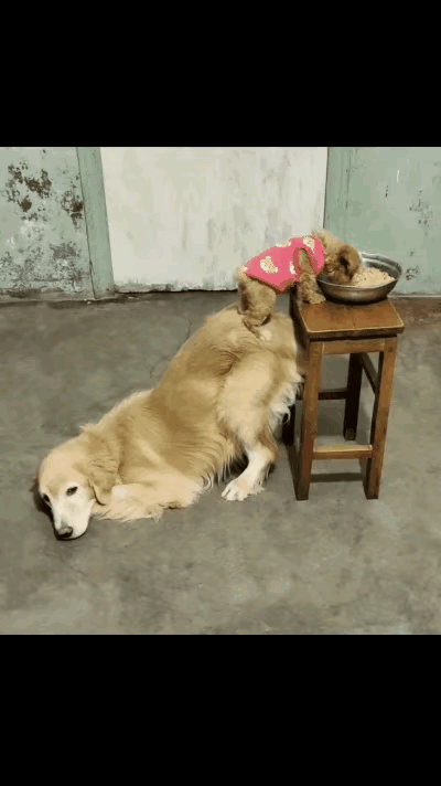 谁懂啊，看完这段视频直接被两只狗狗之间的温柔戳破防了！
      体型差距这么