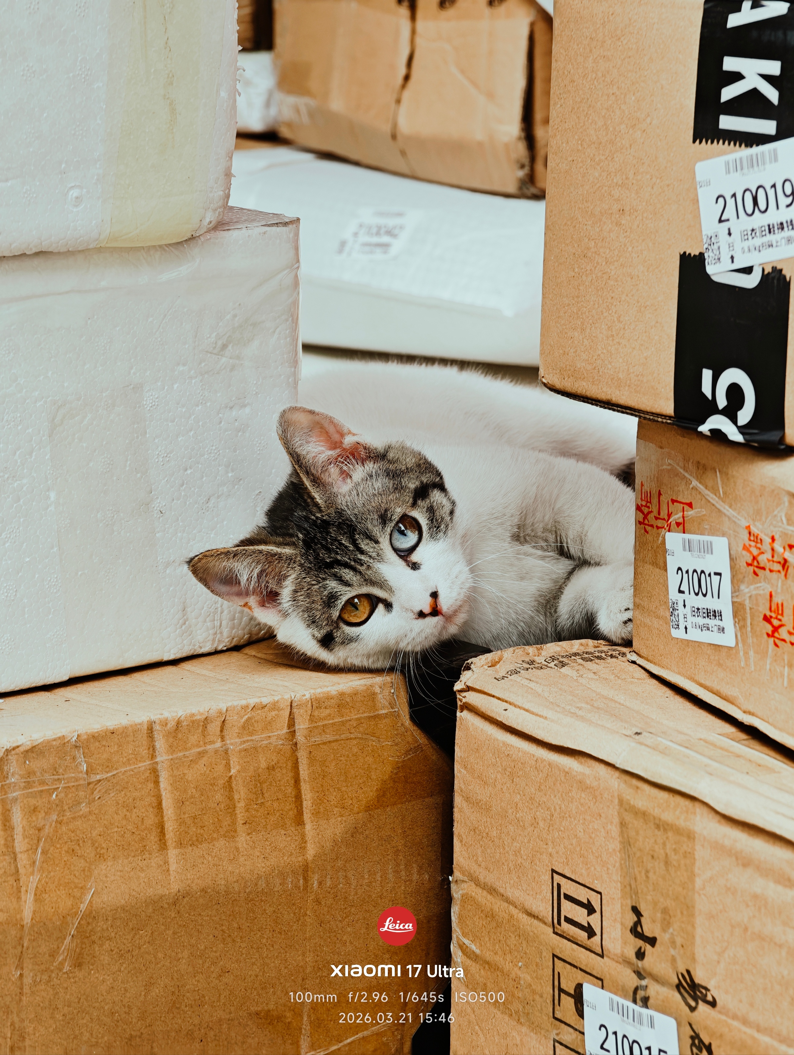 小猫你是你是你是你是你是一个香香软软的小蛋糕 