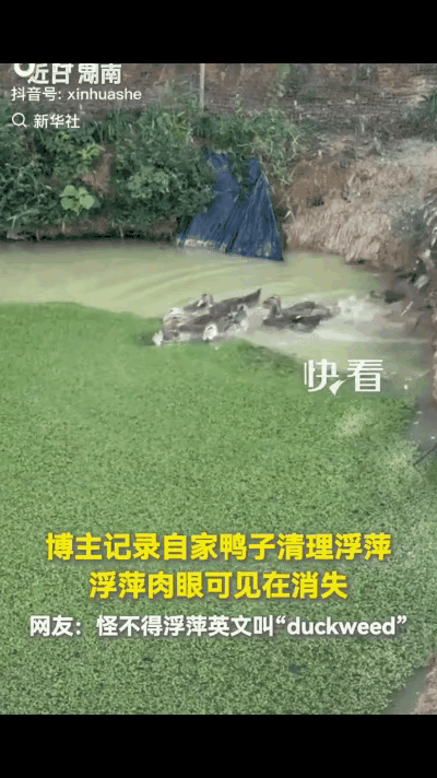 上新华社了！湖南，一博主家里的池塘被浮萍密密麻麻铺满整个水面，正愁的慌，转头看到