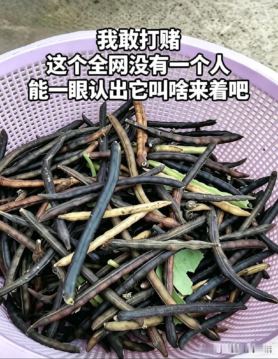别误认成豆角！看看谁认得它看着像豆角，却不是普通豆角
见过的人不多，各地叫法五花