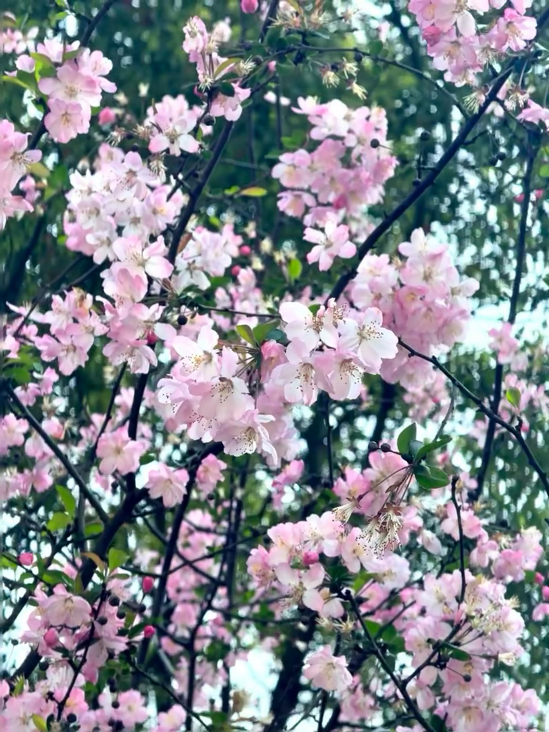超爱春天，永远看不腻🌸 