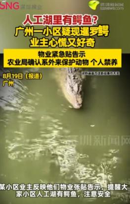 万万没想到！广州的一小区疑现暹罗鳄，导致业主心慌又好奇，甚至物业紧急贴告示，提醒