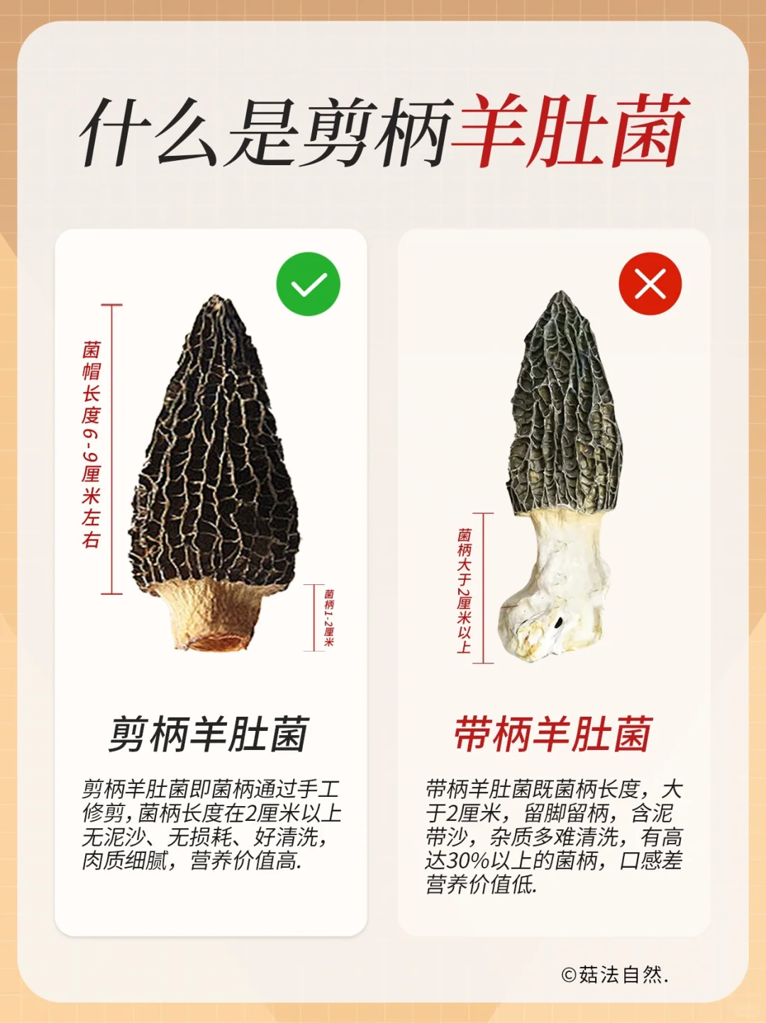 什么是剪柄羊肚菌❓