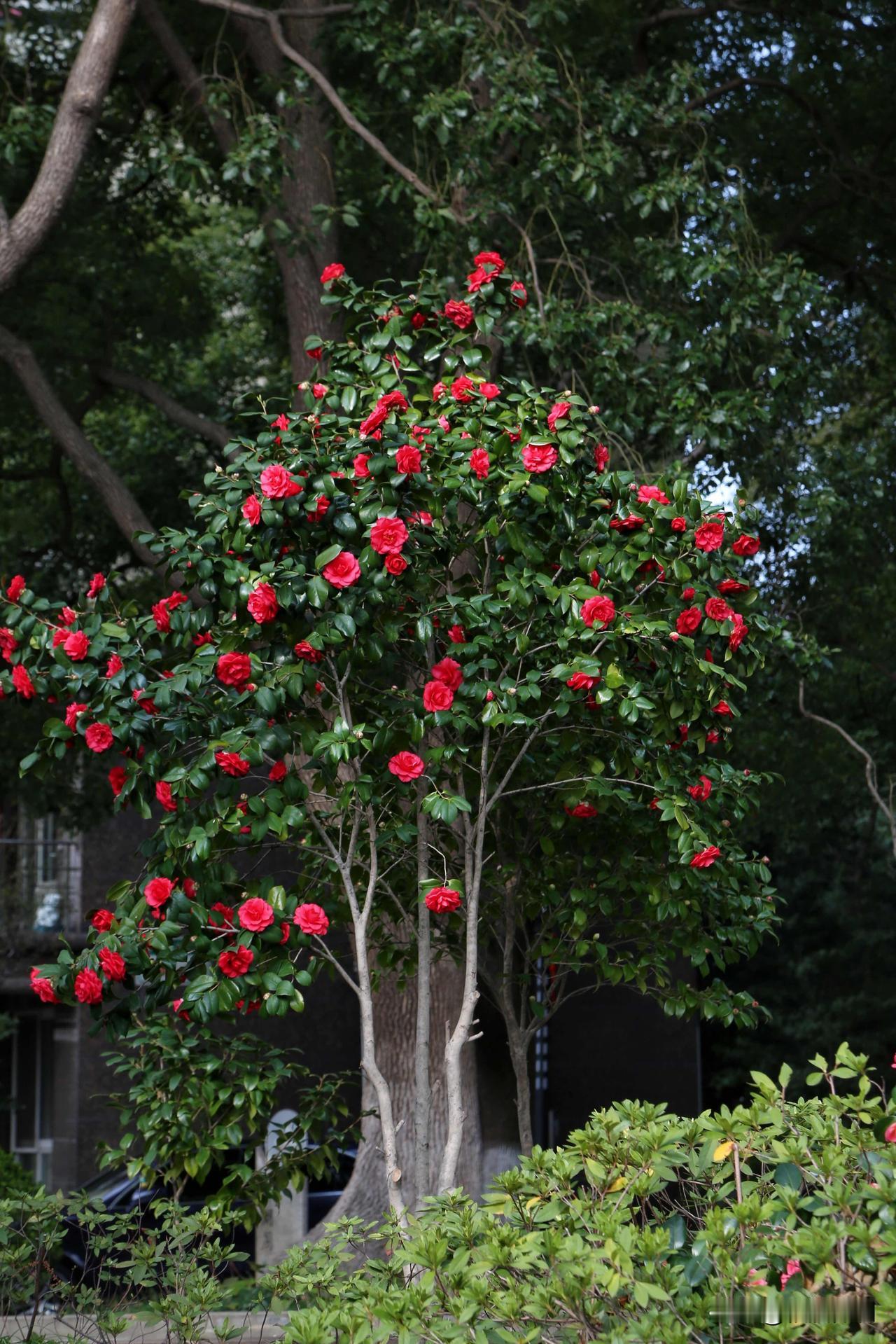 这种山茶花，开花时花朵很大，红彤彤的花瓣饱和度极高，配上油绿油绿的叶片，是典型的