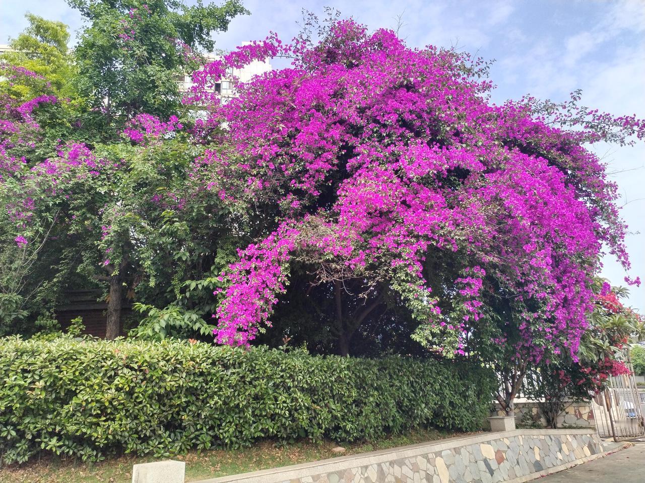 近几年来，绵阳市区内口袋公园建设的非常漂亮，小公园里绿地，各种鲜花盛开，不仅美化