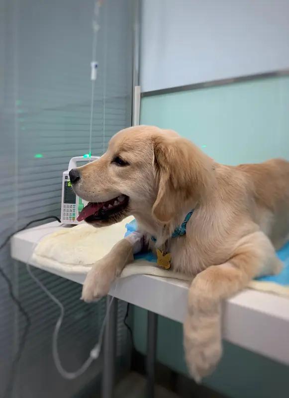 辽宁辽阳有只叫“板凳”的小狗火出圈了！它记仇8年，每天早中晚都去同一家宠物医院门