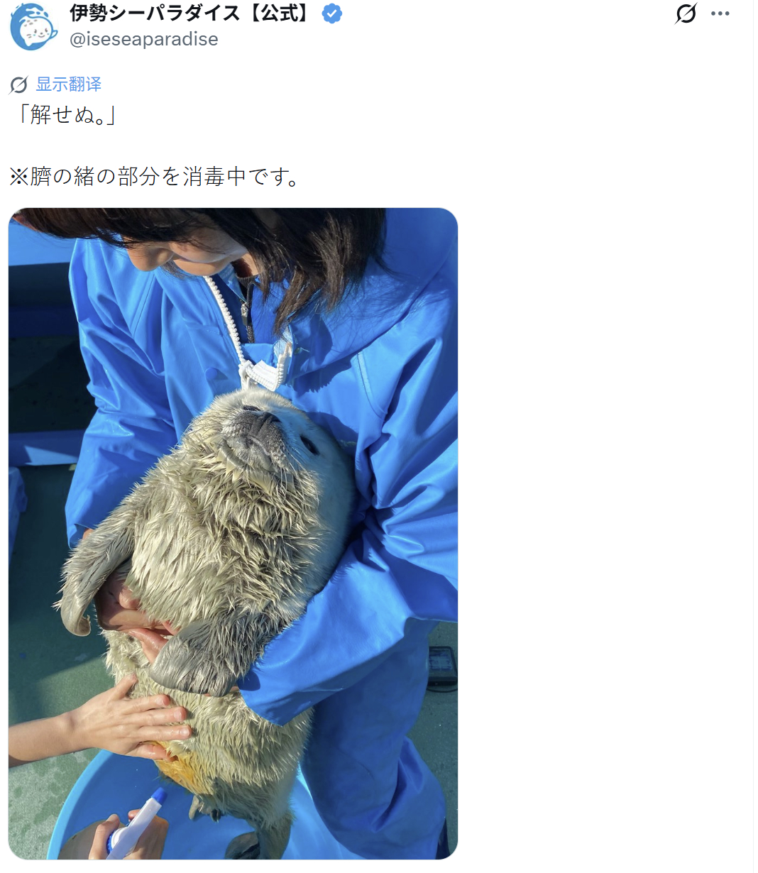 海豹 正在给豹宝进行脐带消毒中！！！我也好想魂穿饲养员啊毛绒绒的一只抱枕~~~ 