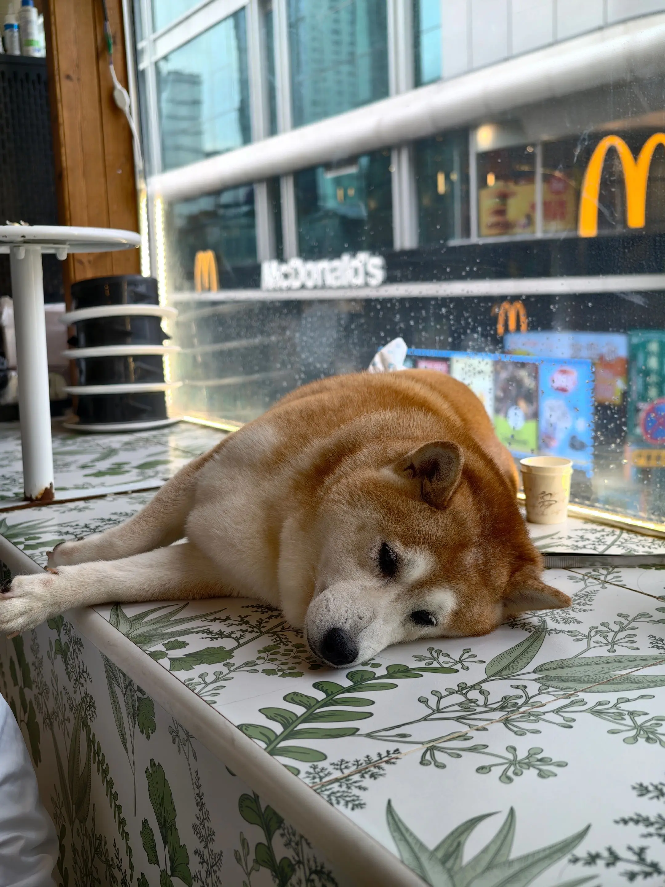 🐶：什么是班气？人类！你没点距离感！