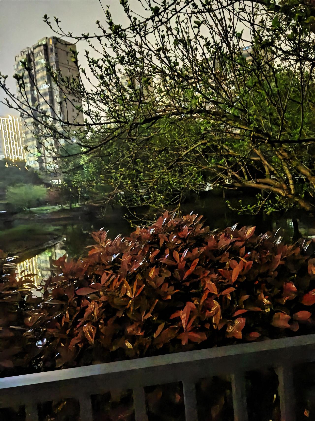 最美的春色，不必远游。
晚饭后的漫步，被一园春意撞个满怀。
楼下的灯火与新绿，便