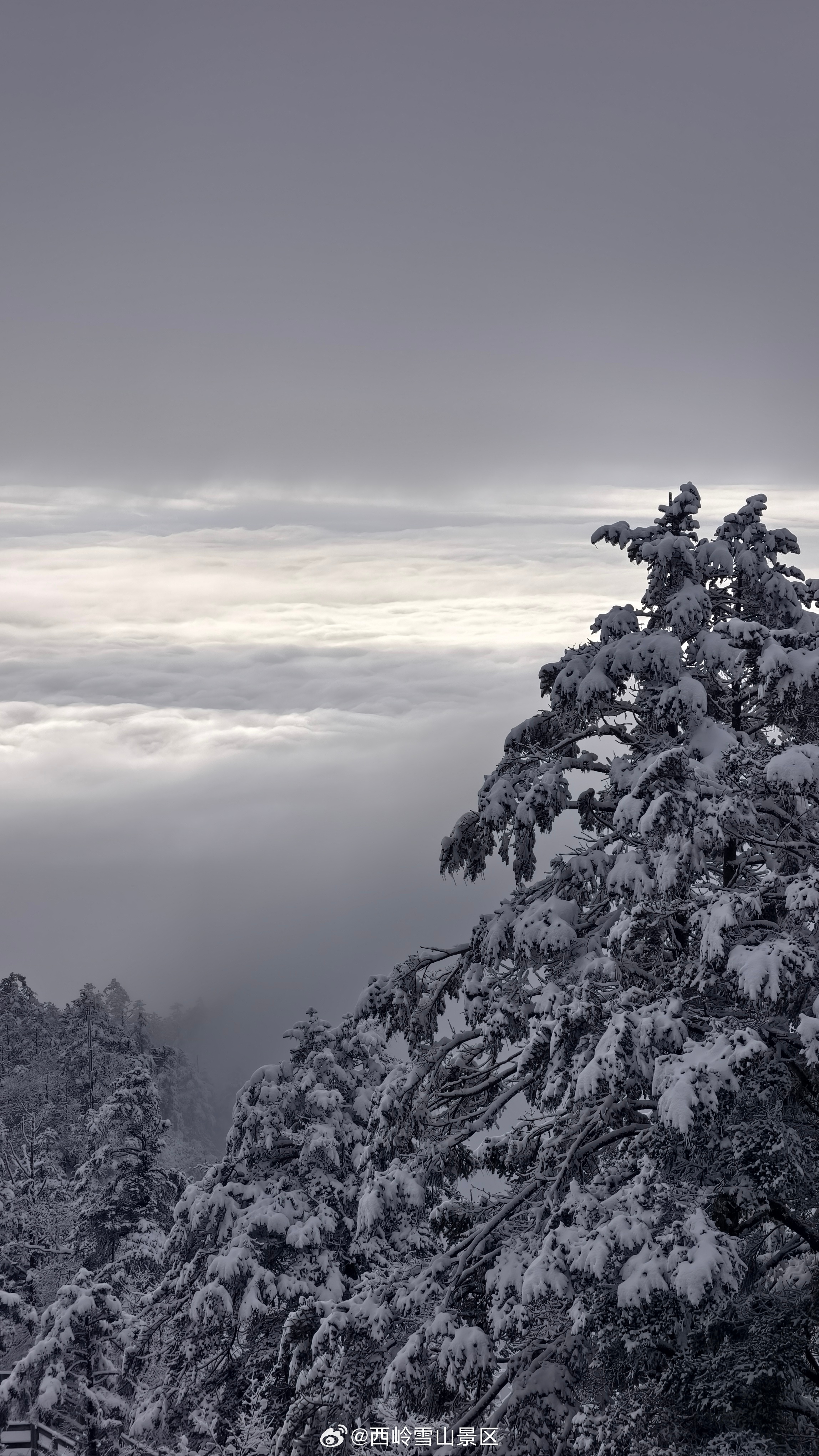 【春雪未歇，西岭仍有冬意】🌨️2026年3月16日，西岭雪山实拍返图送达。雾凇