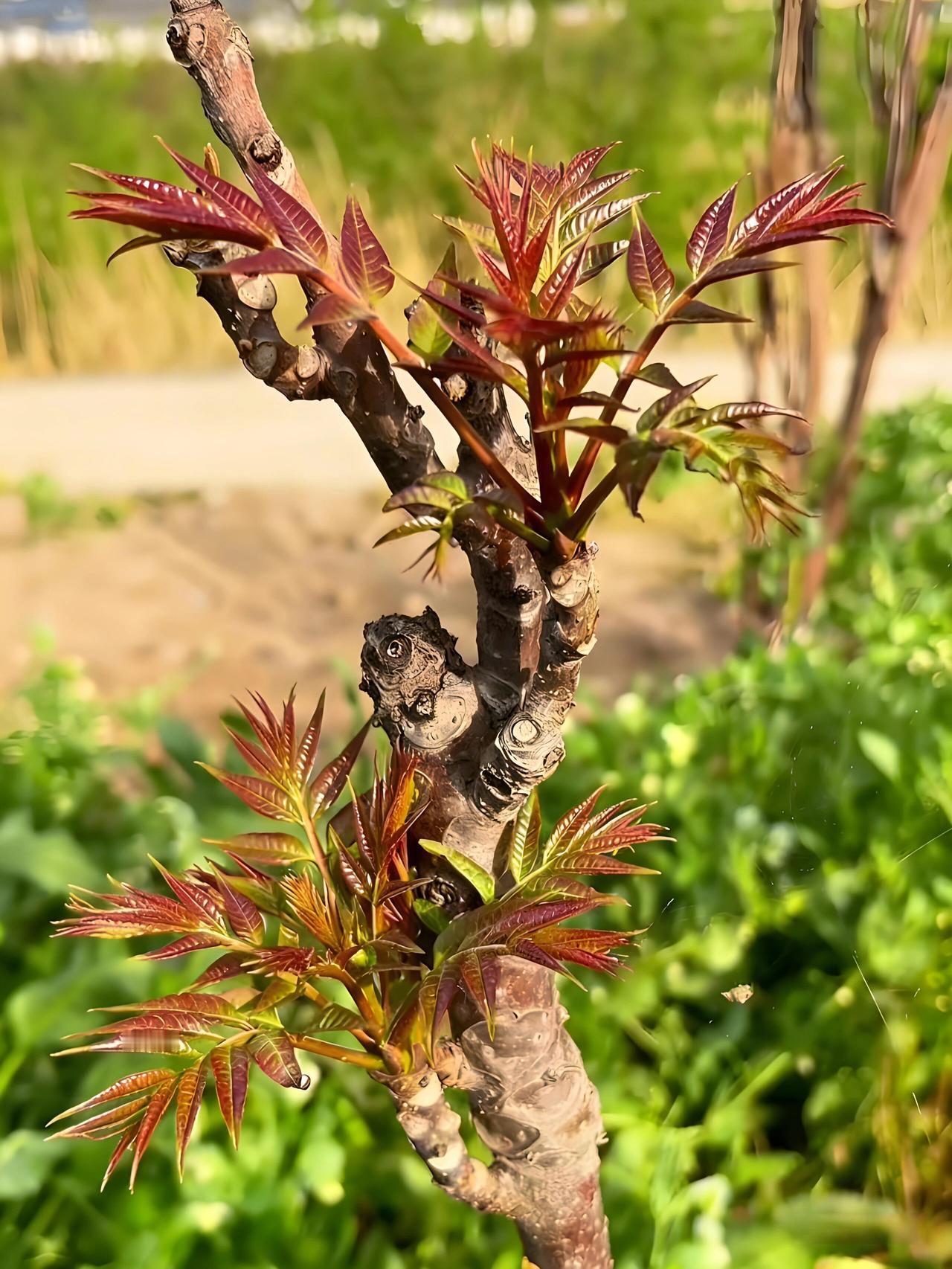 孔子说：“不时不食”。
意思很简单：不是当季的东西，咱不吃！

这个季节，那咱吃