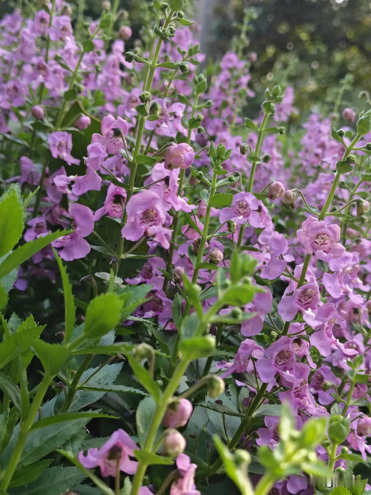 紫色花海，浪漫绽放，快来打卡！🌸💕