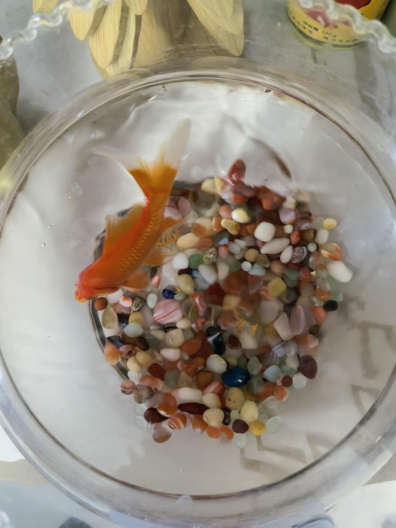 两条小鱼的命运
因为我家的鱼缸不大，目前只养了两条小金鱼，这两条小金鱼长的非常的