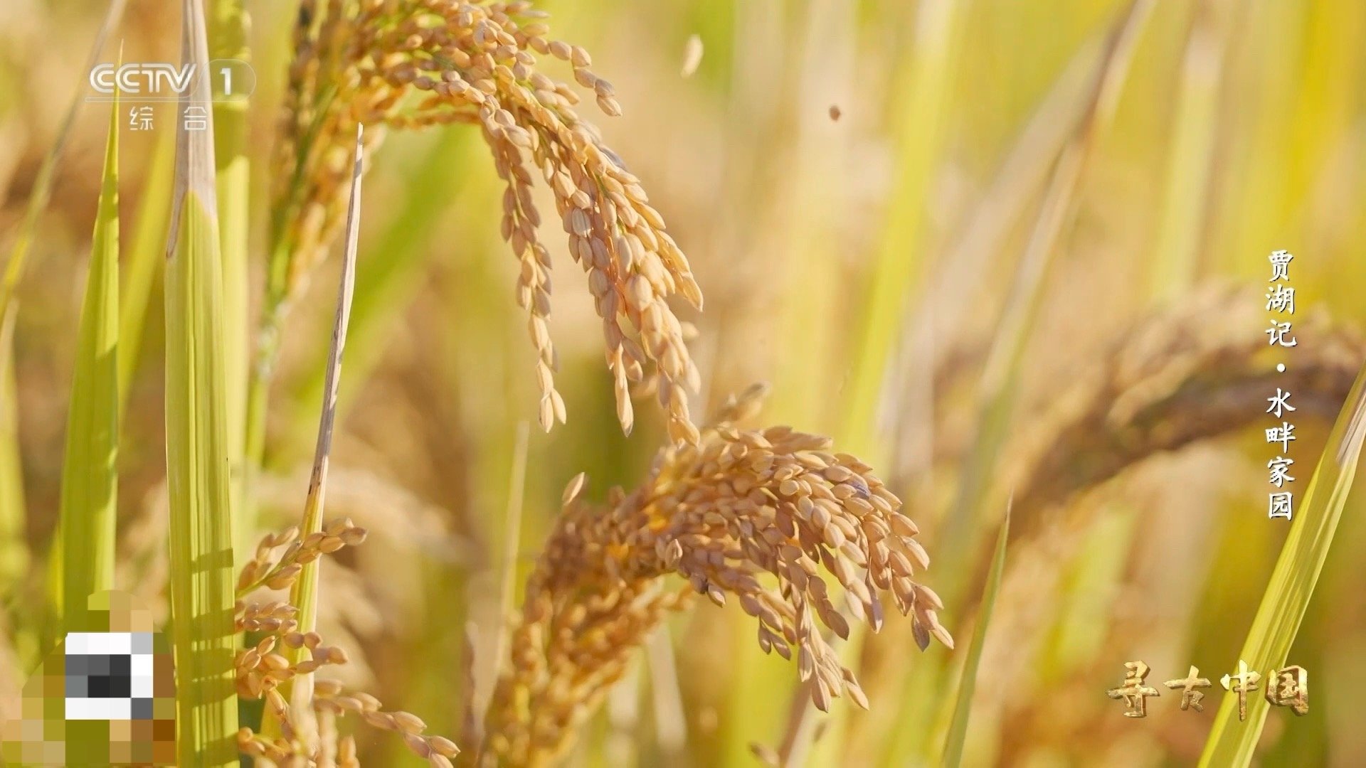 8000年前的稻谷什么样中国人对米饭的执着 八千年前，贾湖先民已经开始驯化水稻，