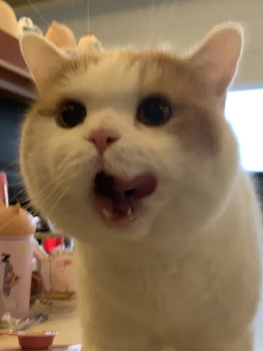 什么好吃的 让咪浅尝一下