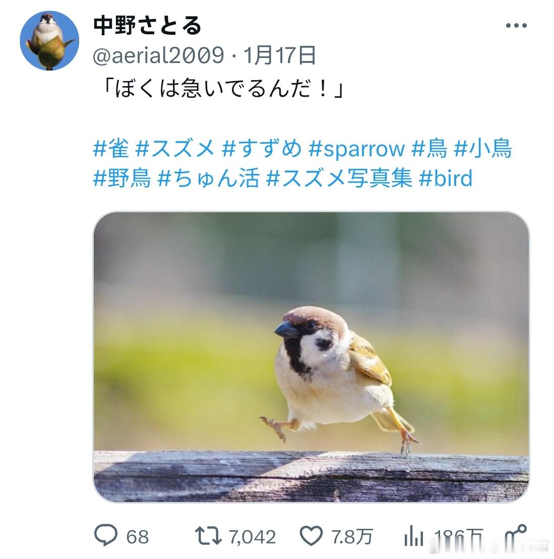 忙着赶路的小麻雀🐦 