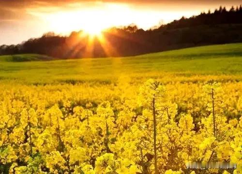 2024年五院在宁夏的投档线，是不是非常魔幻？中国政法大学还不如西北政法……
文