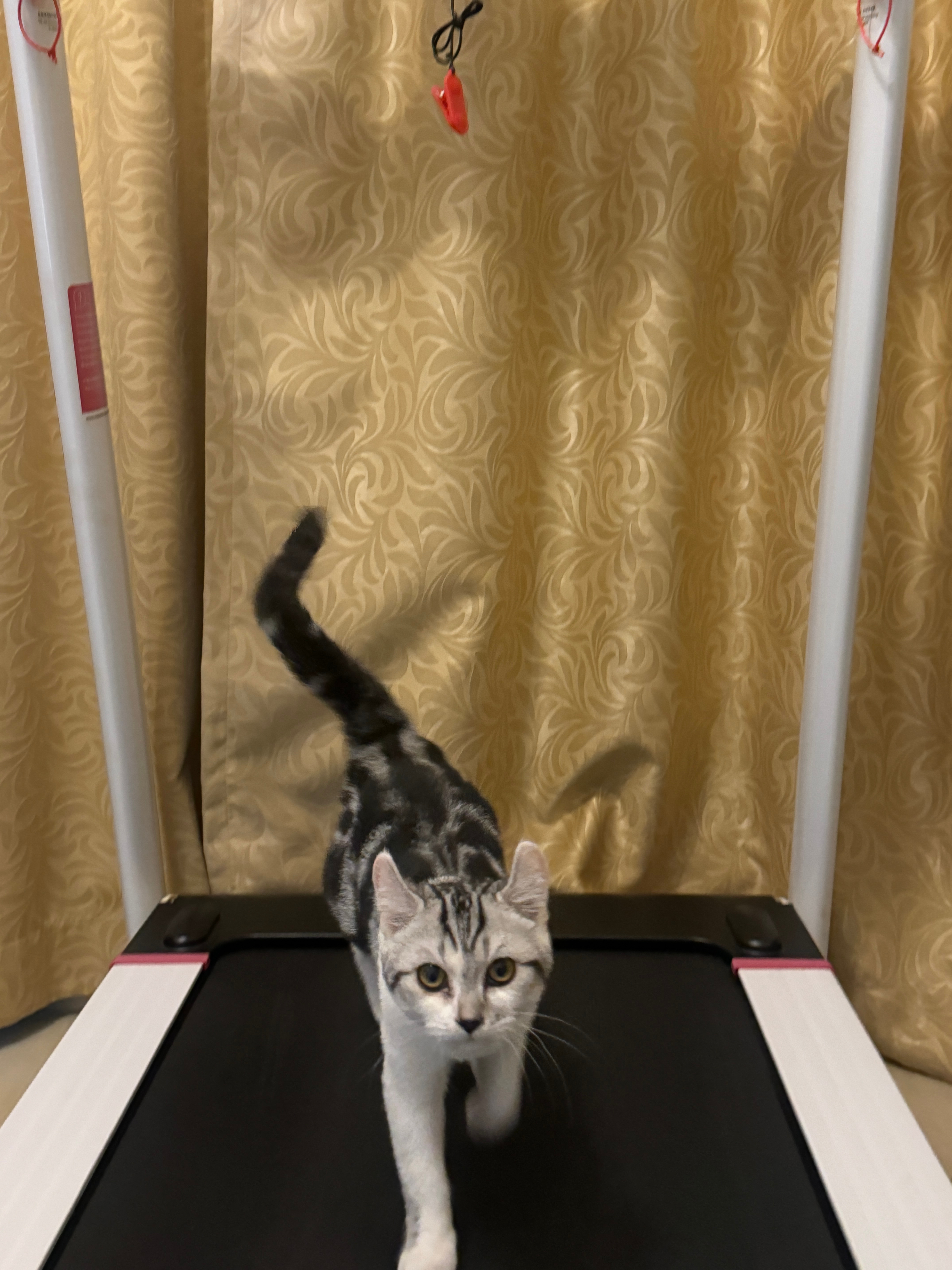 跑步机从衣架变成猫抓板了 就是没用来跑过步 ​​​