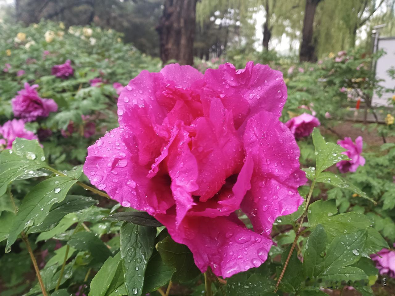 雨中牡丹
每年，在长春牡丹园的牡丹盛开的季节，我都会去几次，主要是家离牡丹园近，