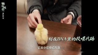 张新成触发萌神开关 张新成的养鸡连续剧太好磕！第二季里他在片场和小鸡互动，软乎乎