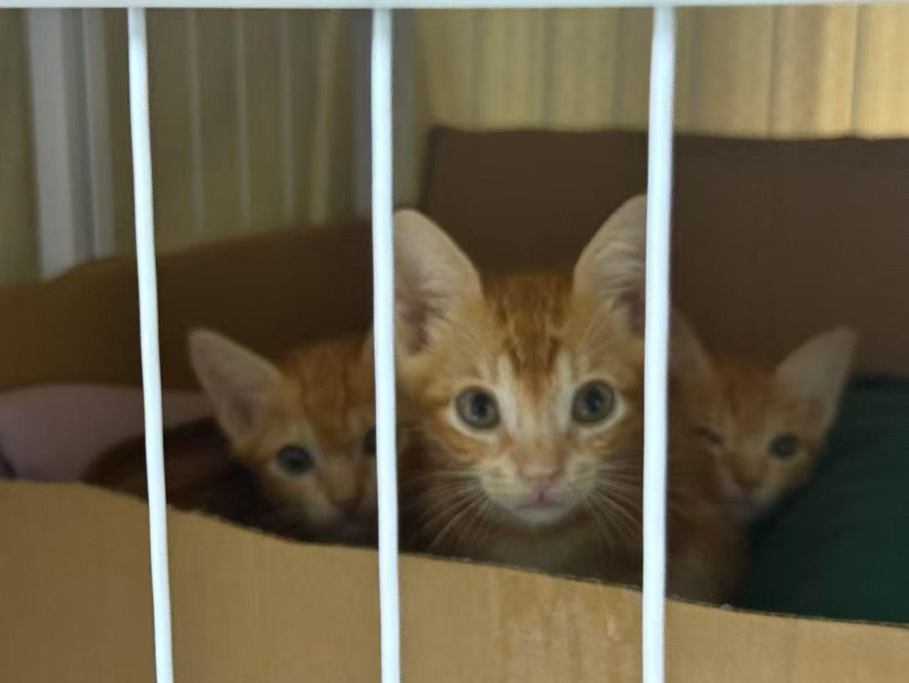 珠海，救助的流浪猫寻找爱心领养
❤爱心领养：两只公猫一只母猫，2个月了，特别漂亮