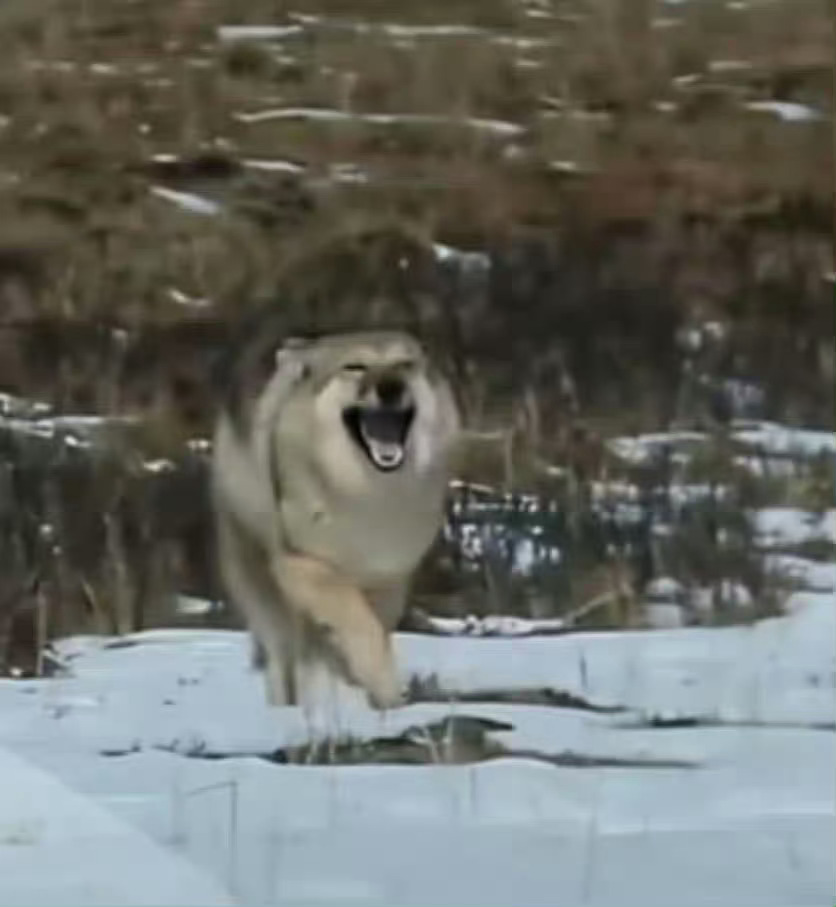 李微漪发声格林格林你怎么这么可爱呀 