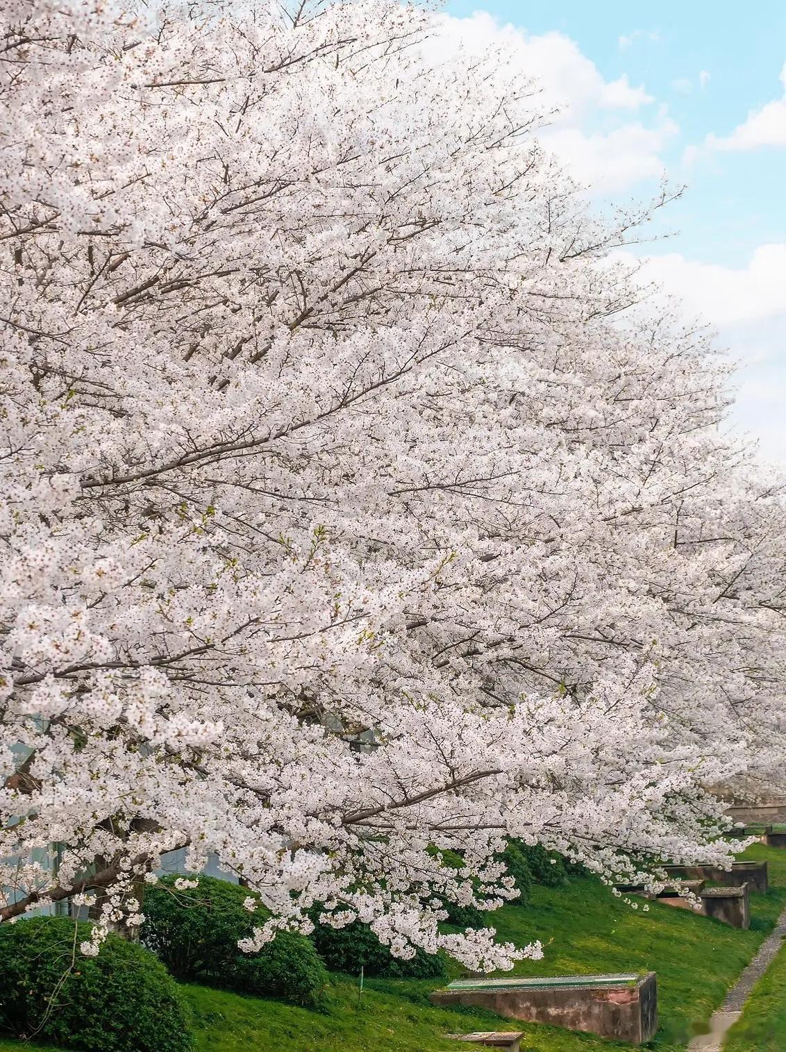 杭州人在过春天的赛道上没有对手西湖桃红柳绿，太子湾郁金香盛放，街头巷尾全是花。从