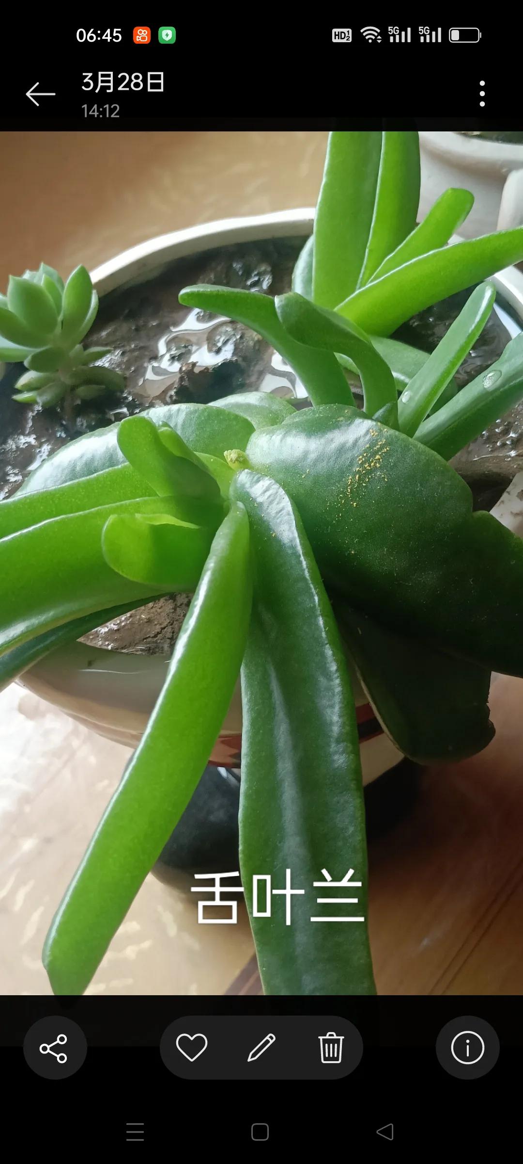 《舌叶兰之韵》
原创
幽谷深丛隐秀姿，
舌形叶片韵如诗。
由来本是仙姝种，
散落