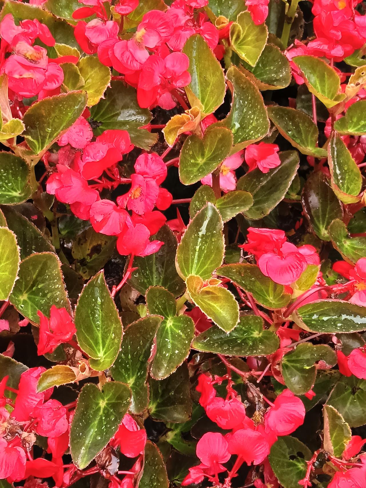 夏日生活打卡季雨天的花娇艳欲滴