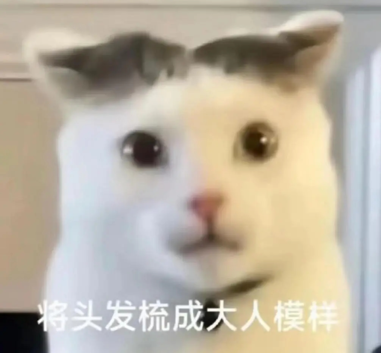 新收集的抽象小猫表情包！ ​​​