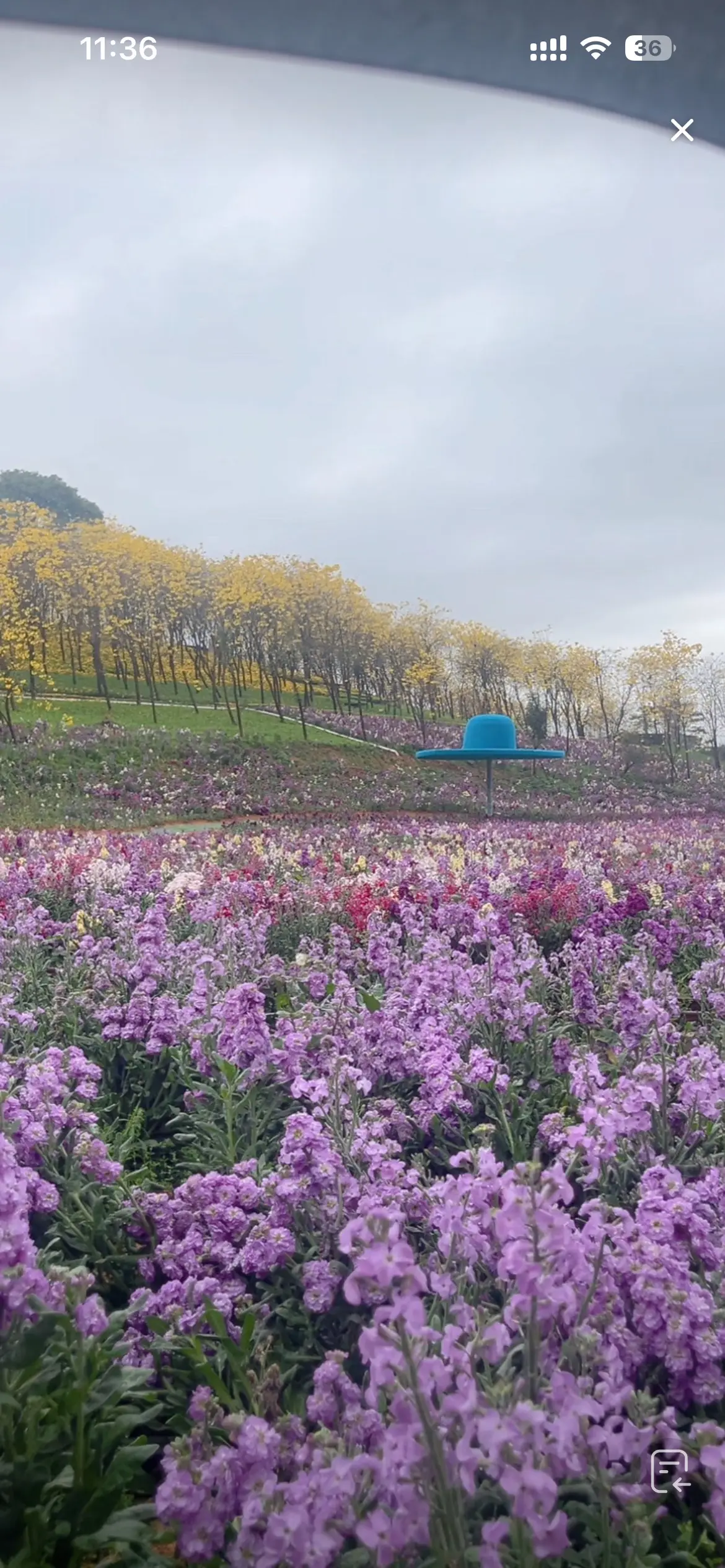 分享美景 捕捉身边的花草