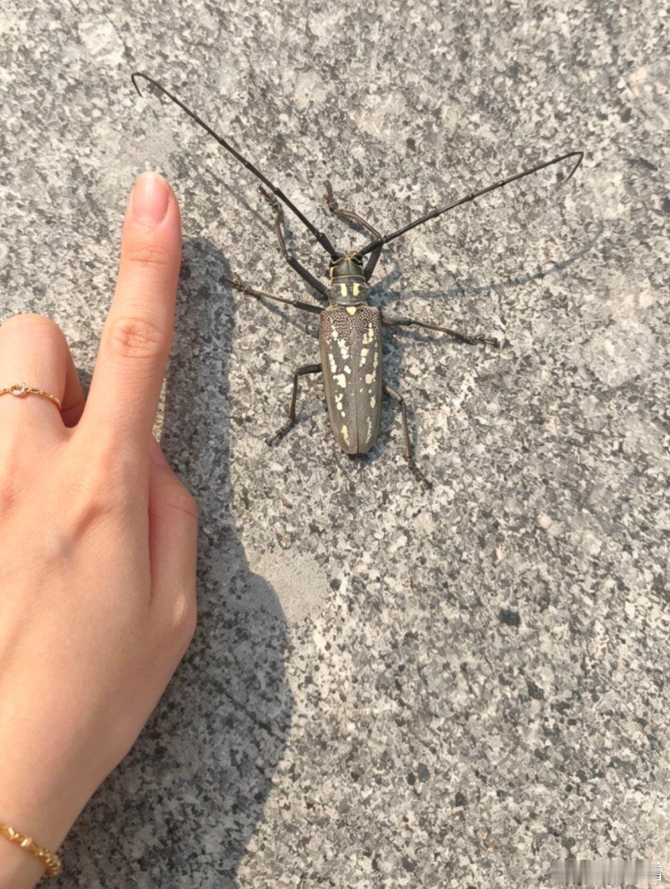 谁知道这个叫什么？好大一只啊，能拿回家饲养吗？